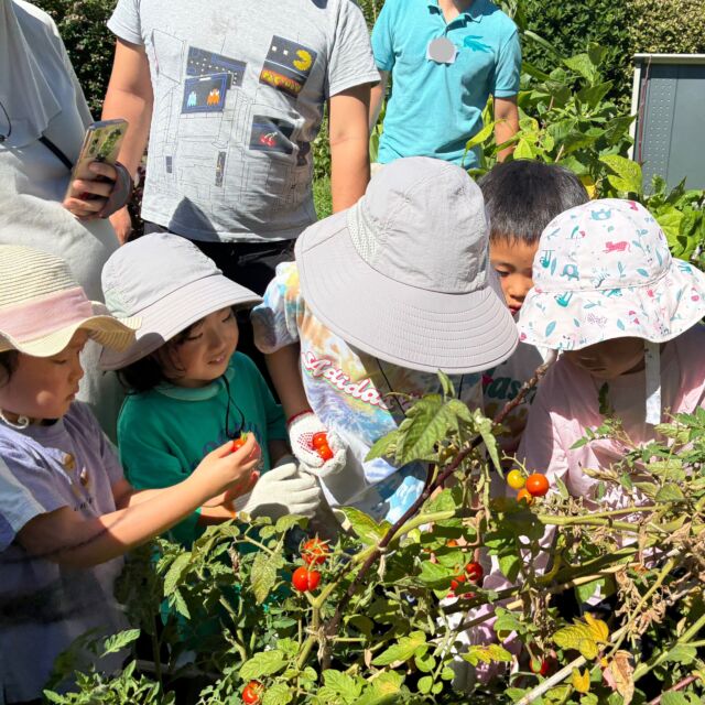 8月の豊洲SDGs菜園ビギナーコース。
今日はトマトがたくさん収穫できました！
それからピーマンときゅうりも♡
とれたてを、みんなでいただきました。
インゲンはもう種採りできるほどに。

夏休みなので、畑のクラフトも。
野菜の葉っぱをスタンプして、マイバッグ作りをしました。
さつまいもの葉っぱ、紫蘇の葉っぱ、ピーマンの葉っぱや綿の葉っぱ…
いろんな葉っぱが並んで、楽しいバッグが出来上がりました♪

暑さにめげずにメンバー全員が勢ぞろい！ありがとうございました♡♡

#豊洲公園
#豊洲SDGs菜園
#循環する暮らし
#畑仕事
#マザーツリー自然学校