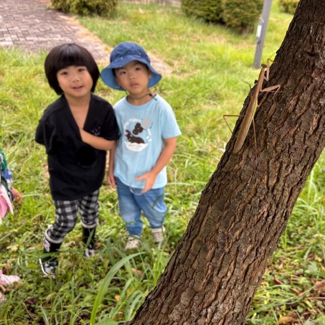マザーツリー森のようちえん、雨上がりの公園は、いきものでいっぱいでした。
こどもたちが草に入れば、バッタたちがピョン♪
カマキリはバッタを食べちゃうから、虫カゴに入れられないね、と別の容器に入れて観察していたけれど、
羽が曲がっちゃうね、とべなくなっちゃうかも、とこどもたちが話し合って、早々に離してあげることに。

野の花や木の実も美しく、花束を作って、ママにあげよう♡と言うこどもたちも。優しい時間が流れます。

鳥たちもたくさんいて、枯れ草を見つけたこどもたちは、巣作りを始めました。
私たちが遊んでいる場所からは少し離れた木の下に、こんもりとした巣をつくり、石っころで卵もつくりました。

こどもたちの遊びはいつも自由で、創造に満ちています。
個性が光って、ほんとうに素敵です♡

#マザーツリー森のようちえん
#森のようちえん
#江東区
#自然遊び
#マザーツリー自然学校