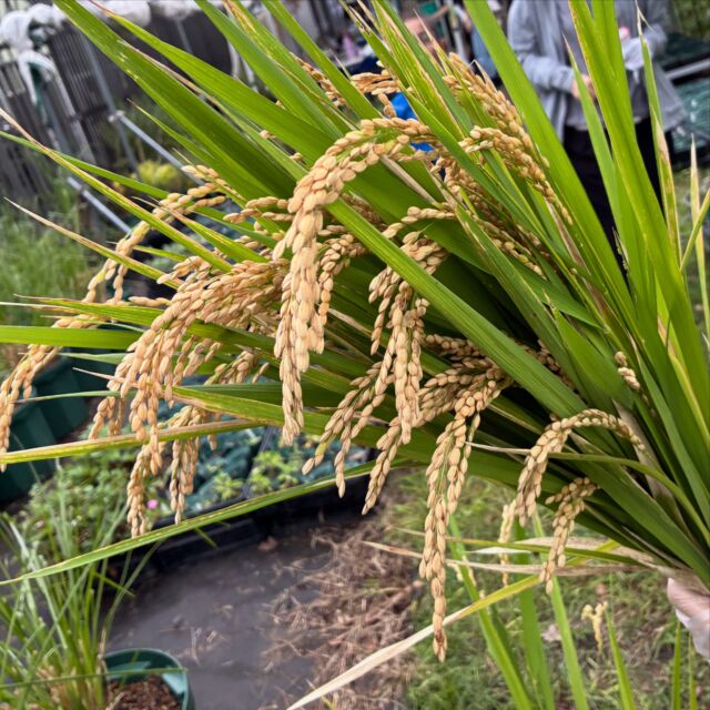 豊洲SDGs菜園マスターコース、今日は前期の最終回でした。春に蒔いたお米は、豊洲の落ち葉からできた腐葉土で、しっかりと実り、今日は嬉しい収穫！
他にもポップコーン用とうもろこしや、しその実も♡

畑のいのちをつないでいくために、作物を人間がひとりじめするのでなく、種を継いでまた畑にかえしていく。
半年の間にみんなが体験してきたことです。

そして畑で大切な役割を果たしているいきものたちのために、今日はインセクトハウスをつくりました。
木箱に竹や枝、作物の残渣などを活用して、こどもたちがノコギリやドリルにもチャレンジして、素敵なインセクトハウスが出来上がりました。
どんないきものが、ここで越冬してくれるかな？
季節の巡りが楽しみです♡

そして今日のおやつは、ポップコーン！
長雨で湿気っていたのか？弾けなかったコーンの方が多かったけど、それでもおいしいね、ってみんな笑顔♡

楽しい活動でした。
6ヶ月にわたり、ご参加ありがとうございました！

#豊洲公園
#豊洲SDGs菜園
#畑しごと
#循環する暮らし
#マザーツリー自然学校