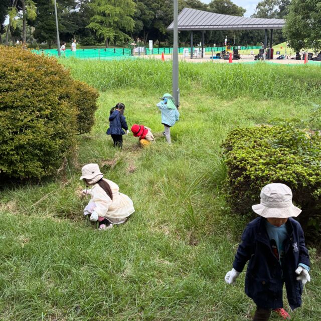 今日から2026年度後期のマザーツリー森のようちえんが始まりました。
朝のお話の中で、今日は虫とりをしたい子がいっぱいで、早々に草むらでいきものさがし。
コオロギやショウリョウバッタ、カタツムリにダンゴムシなどなど、つかまえたよー！と次々に嬉しそうに走ってくるのです。その輝かしい笑顔といったら♡

棒を集めて基地のように組み立てていったら、その棒の先にはトンボがとまってくれました♪

たくさん拾ったどんぐりは、並べたりお顔を描いたりして遊び、エノコログサの長さ比べ、それから枯れ草と木材でつくった虫のお家など、こどもたちの遊びはどんどん広がっていっていきます。

お迎えの時間に、「今日はどんなことが楽しかった？」と聞いてみたら「全部！！」と言ってくれました。きっとお家で楽しいお話をしてくれていることでしょう。
また一緒に遊ぼうね。

#マザーツリー森のようちえん
#森のようちえん
#江東区
#自然遊び
#マザーツリー自然学校