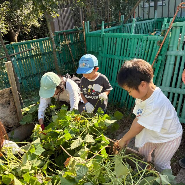 親子で学ぶ豊洲SDGs菜園。今日からビギナーコースがスタートしました。
今日は畑のツアーと、さつまいもと綿の収穫、ほうれん草とカブの種まきをしました。

今年のさつまいもは種芋から苗を作るところから挑戦したので、ちょっと自信がなかったのですが、小さいながらもたくさんのおいもが収穫できました♡
土に触れ、いきものたちと遭遇し、畑のものでちょこっとおやつ、の楽しい学びの時間でした。

#豊洲公園
#豊洲SDGs菜園
#畑仕事
#循環する暮らし
#マザーツリー自然学校